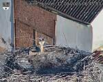 Capi_Dubne_20250812_064503.jpg