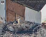 Capi_Dubne_20250812_065003.jpg
