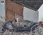 Capi_Dubne_20250812_070503.jpg