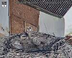 Capi_Dubne_20250812_071503.jpg