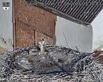 Capi_Dubne_20250812_072003.jpg