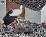 Capi_Dubne_20250812_073503.jpg