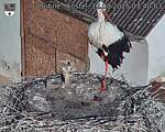 Capi_Dubne_20250812_074003.jpg