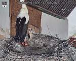Capi_Dubne_20250812_074503.jpg