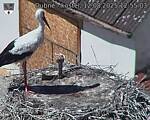 Capi_Dubne_20250812_125503.jpg