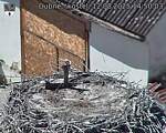 Capi_Dubne_20250812_145003.jpg