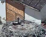 Capi_Dubne_20250812_145503.jpg