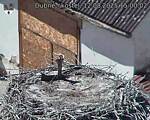 Capi_Dubne_20250812_150002.jpg