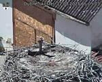 Capi_Dubne_20250812_150503.jpg