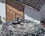 Capi_Dubne_20250812_151002.jpg