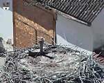 Capi_Dubne_20250812_152003.jpg