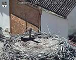 Capi_Dubne_20250812_154003.jpg
