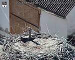 Capi_Dubne_20250812_162003.jpg