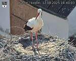 Capi_Dubne_20250812_184003.jpg