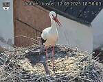Capi_Dubne_20250812_185003.jpg