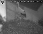Capi_Dubne_20250812_210503.jpg