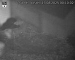 Capi_Dubne_20250813_001002.jpg