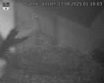 Capi_Dubne_20250813_011003.jpg