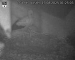 Capi_Dubne_20250813_012503.jpg