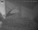 Capi_Dubne_20250813_020003.jpg