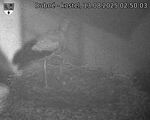 Capi_Dubne_20250813_025003.jpg