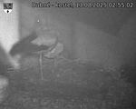 Capi_Dubne_20250813_025502.jpg
