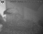 Capi_Dubne_20250813_035002.jpg