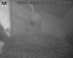 Capi_Dubne_20250813_040002.jpg