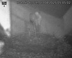 Capi_Dubne_20250813_050502.jpg