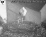 Capi_Dubne_20250813_051502.jpg