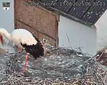 Capi_Dubne_20250813_060003.jpg
