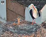 Capi_Dubne_20250813_061503.jpg