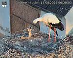 Capi_Dubne_20250813_062003.jpg