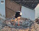 Capi_Dubne_20250813_062502.jpg