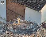 Capi_Dubne_20250813_063503.jpg
