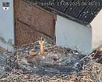 Capi_Dubne_20250813_064003.jpg