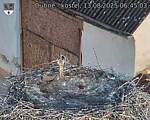 Capi_Dubne_20250813_064503.jpg
