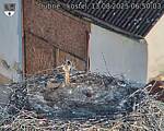 Capi_Dubne_20250813_065003.jpg