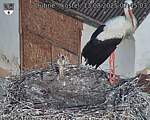 Capi_Dubne_20250813_074503.jpg