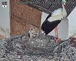 Capi_Dubne_20250813_075004.jpg