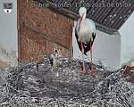 Capi_Dubne_20250813_080504.jpg