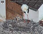 Capi_Dubne_20250813_082503.jpg
