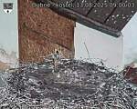 Capi_Dubne_20250813_090003.jpg