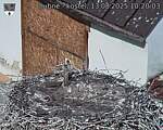 Capi_Dubne_20250813_102003.jpg