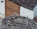Capi_Dubne_20250813_104503.jpg