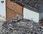 Capi_Dubne_20250813_113503.jpg