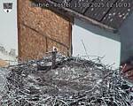Capi_Dubne_20250813_121003.jpg