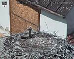 Capi_Dubne_20250813_124003.jpg