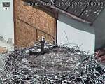 Capi_Dubne_20250813_130003.jpg