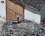 Capi_Dubne_20250813_132502.jpg